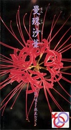 さむ(ほうゆうしゃ) の ビデオ 曼珠沙華ー狂い咲き・麻美ケイー